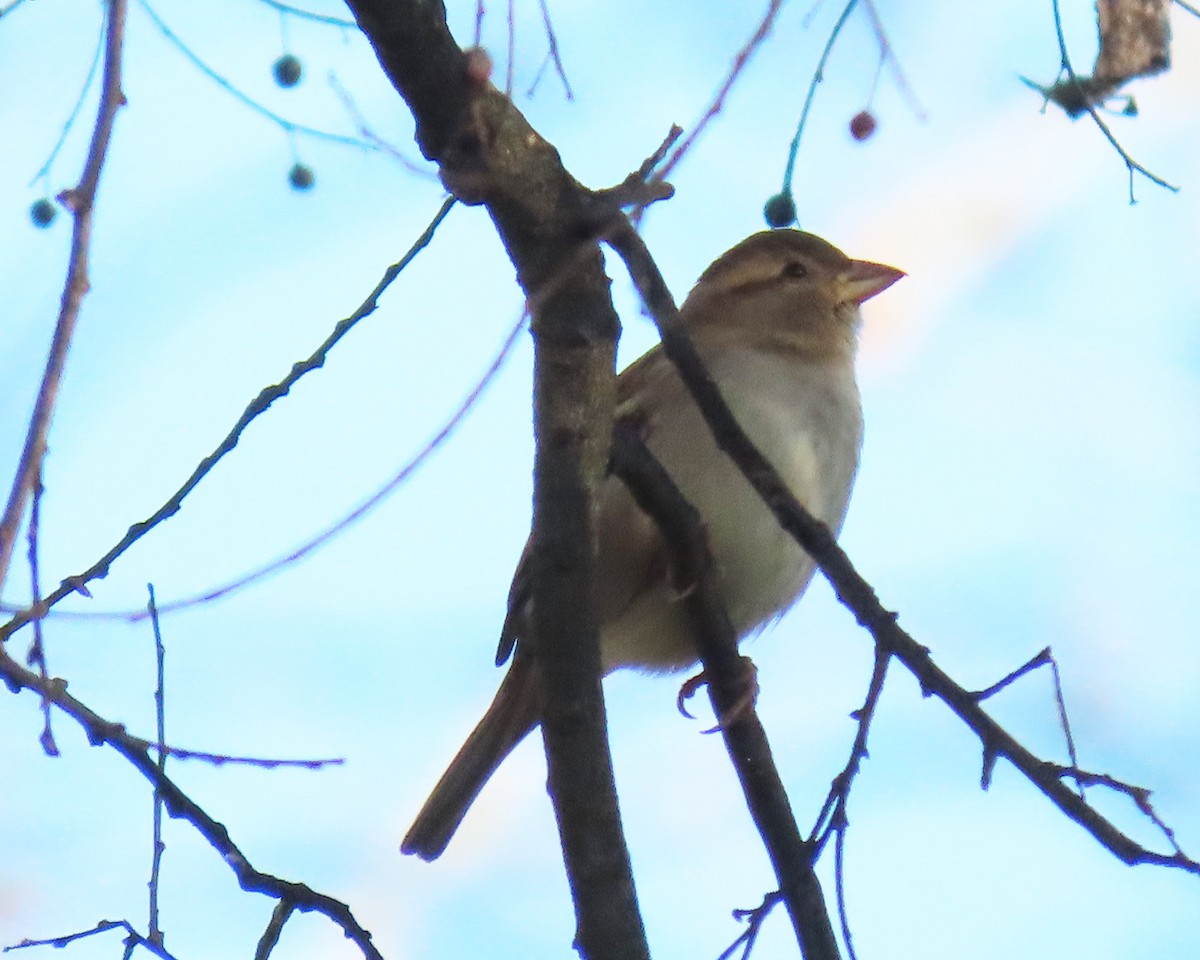 House Sparrow - ML289330691