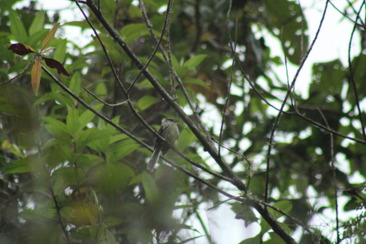 Agile Tit-Tyrant - ML289331501