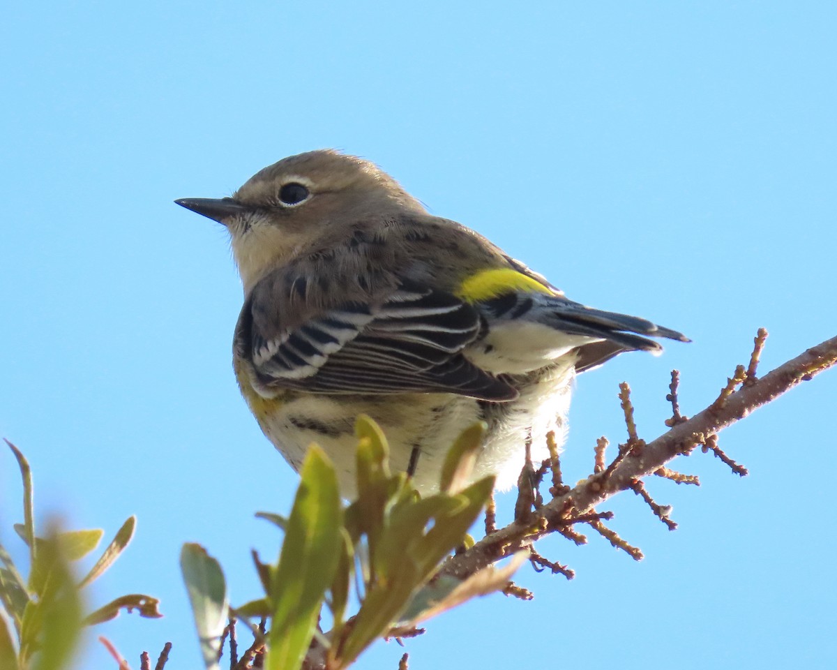 Yellow-rumped Warbler - ML289332251