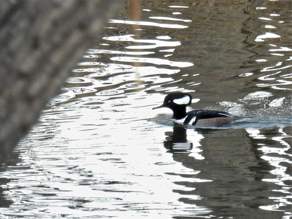 Hooded Merganser - ML289332501