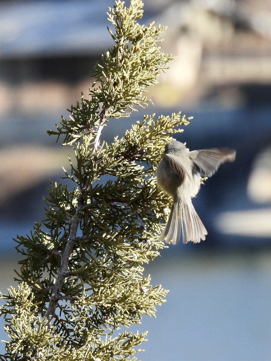 Bushtit - ML289332871
