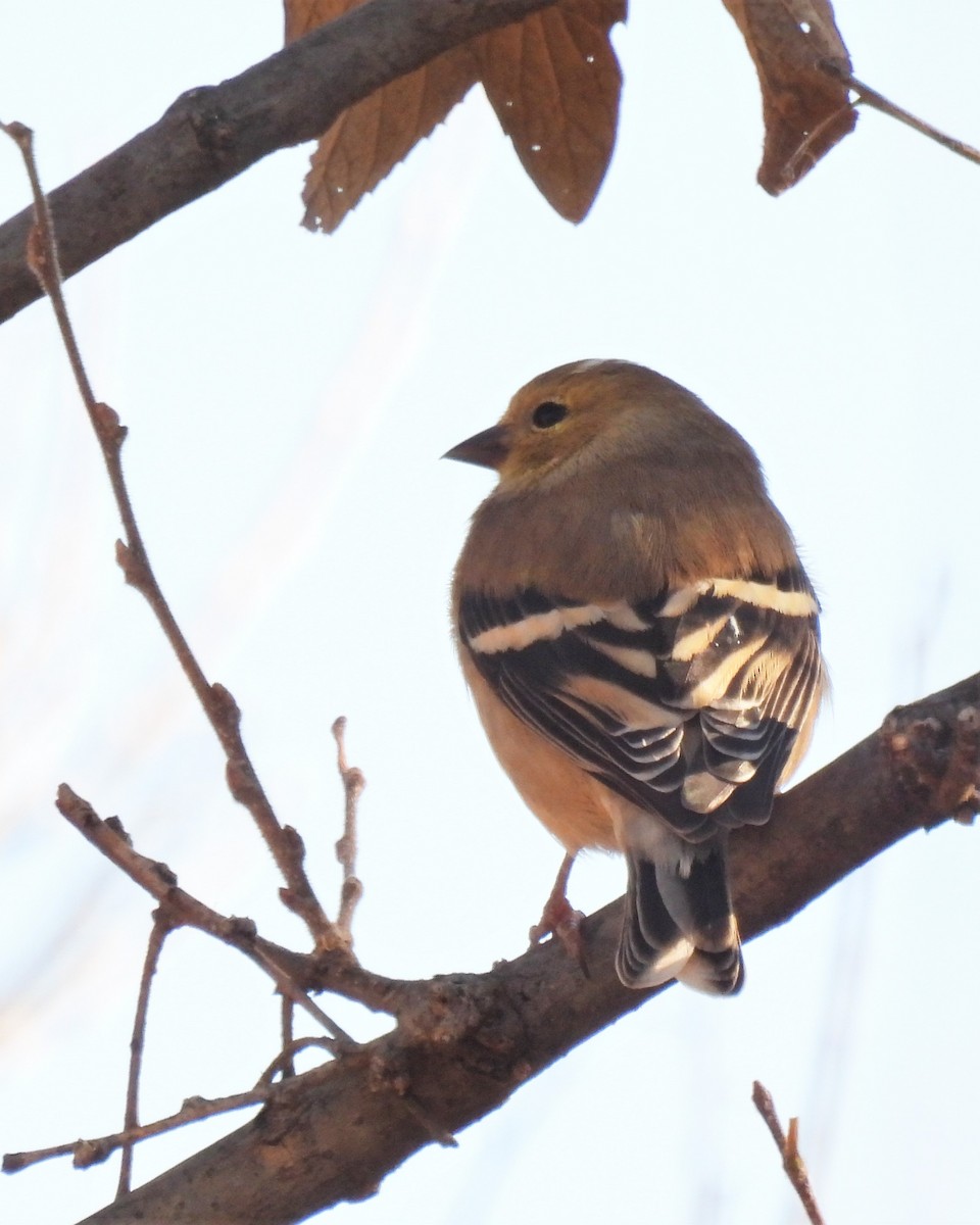 American Goldfinch - ML289332941