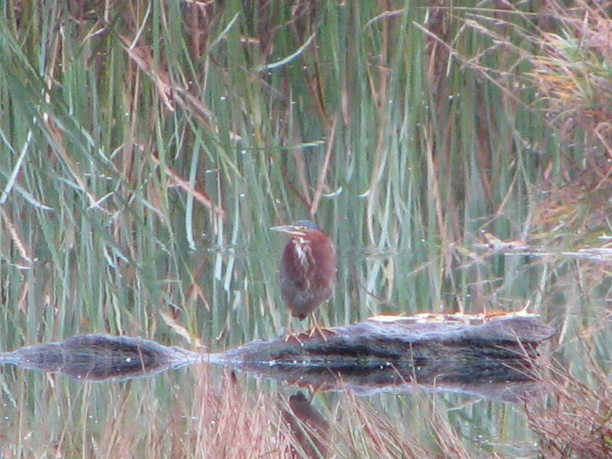 Green Heron - ML289332981