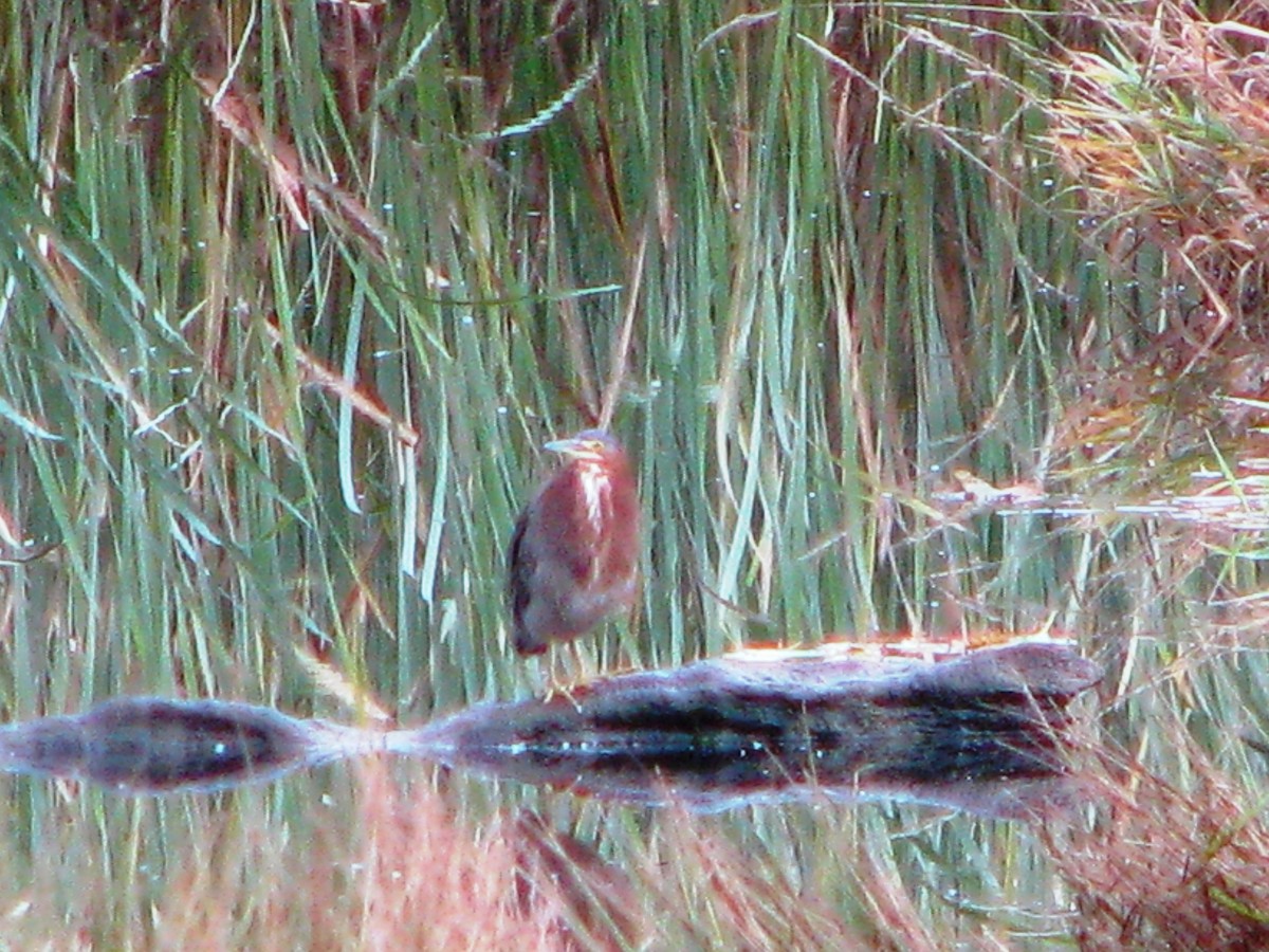 Green Heron - ML289333061