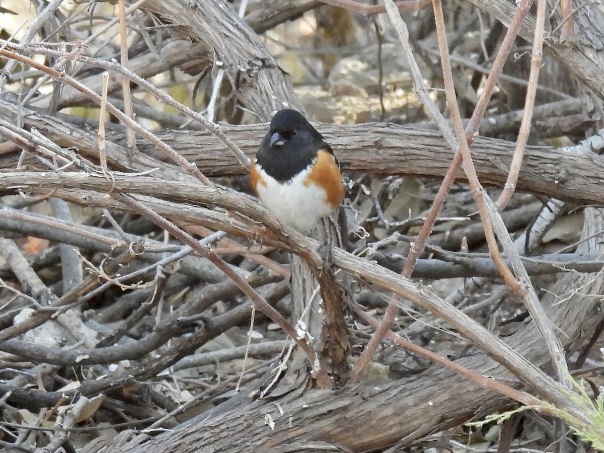 Spotted Towhee - ML289333151