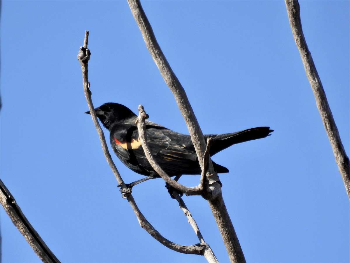 Red-winged Blackbird - ML289333181