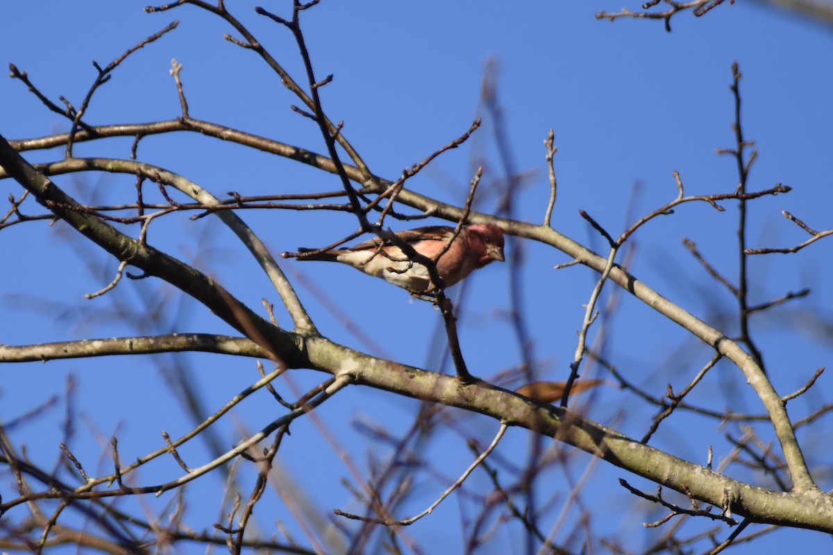 Purple Finch (Eastern) - ML289336231