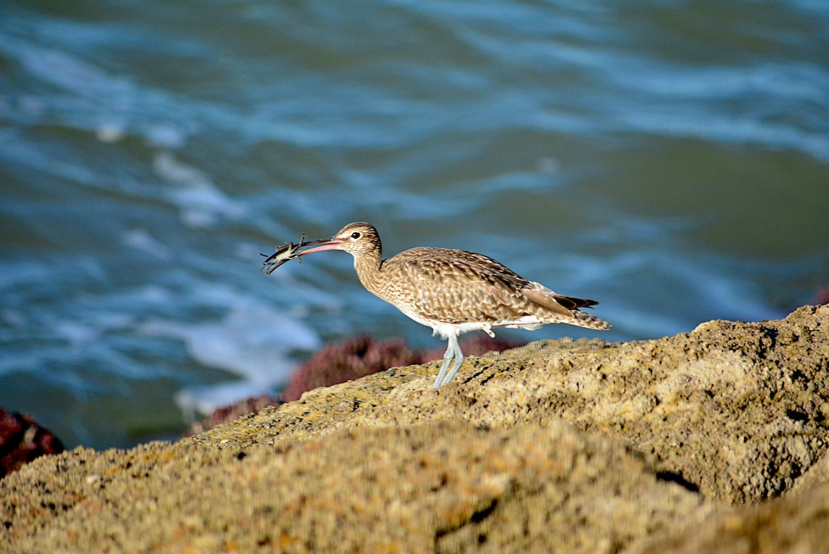 Whimbrel - Paulo Narciso