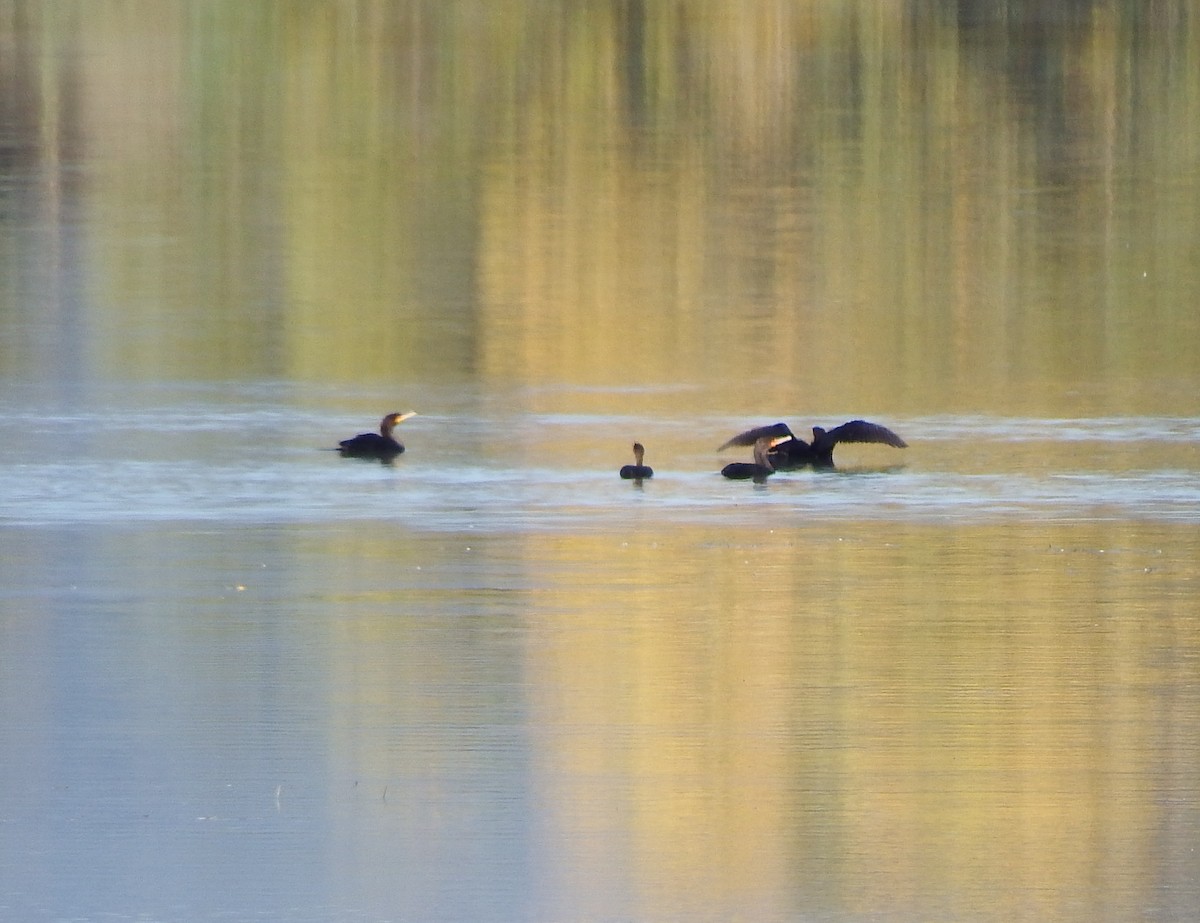 Double-crested Cormorant - ML289339881