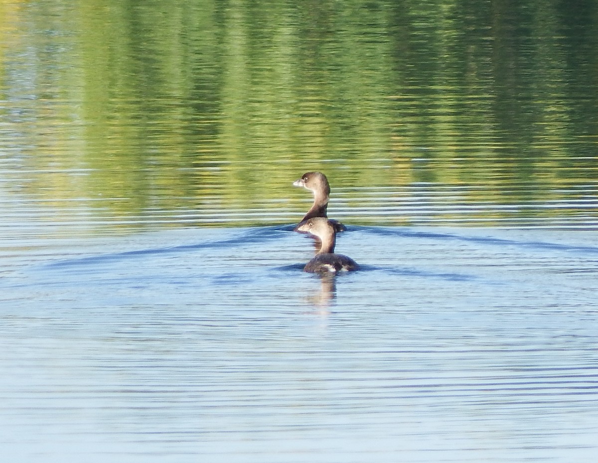 Pied-billed Grebe - ML289340311