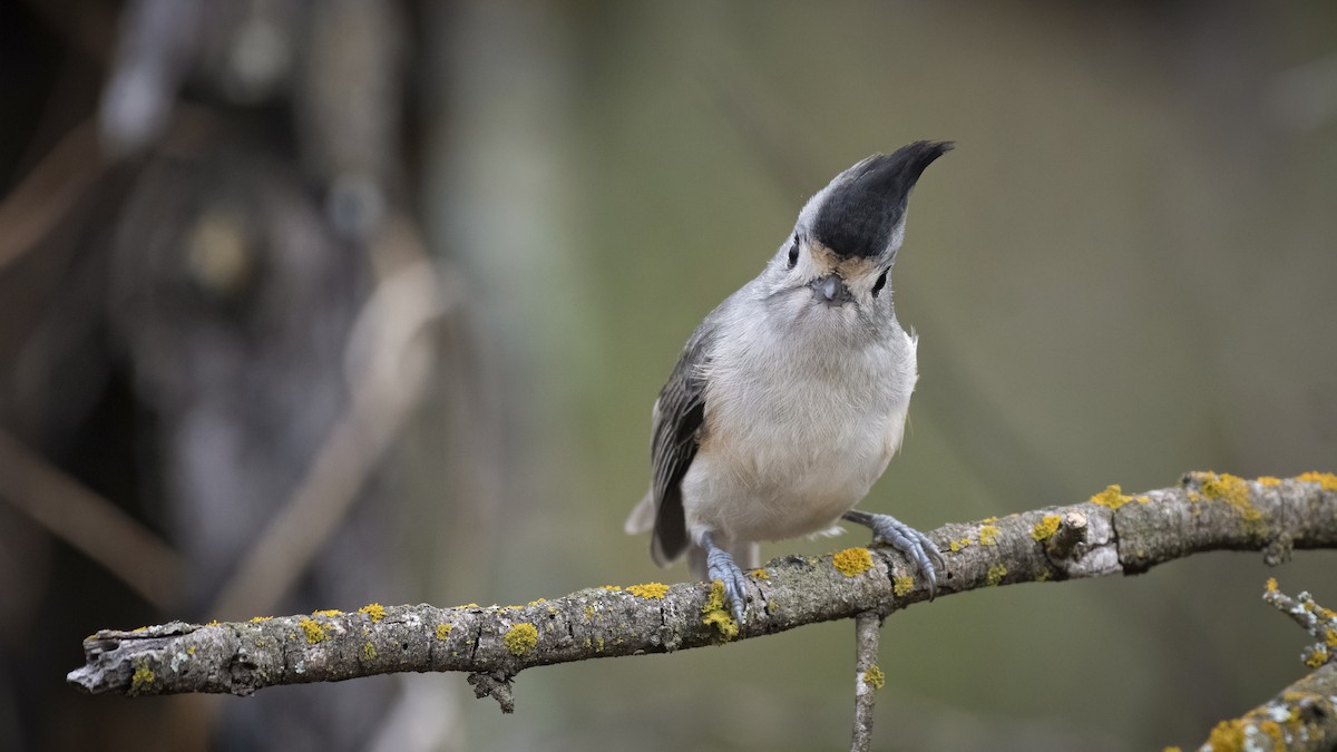 Black-crested Titmouse - ML289341141