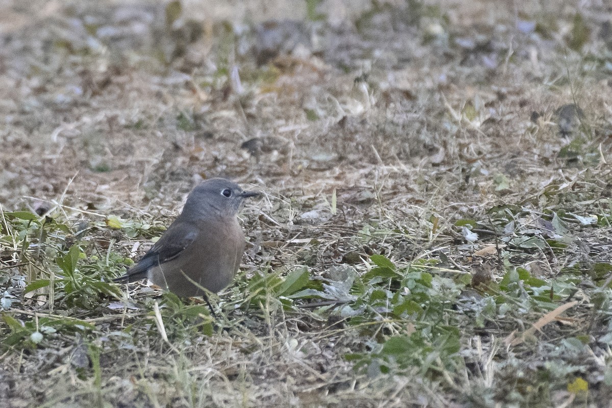 Western Bluebird - ML289341251