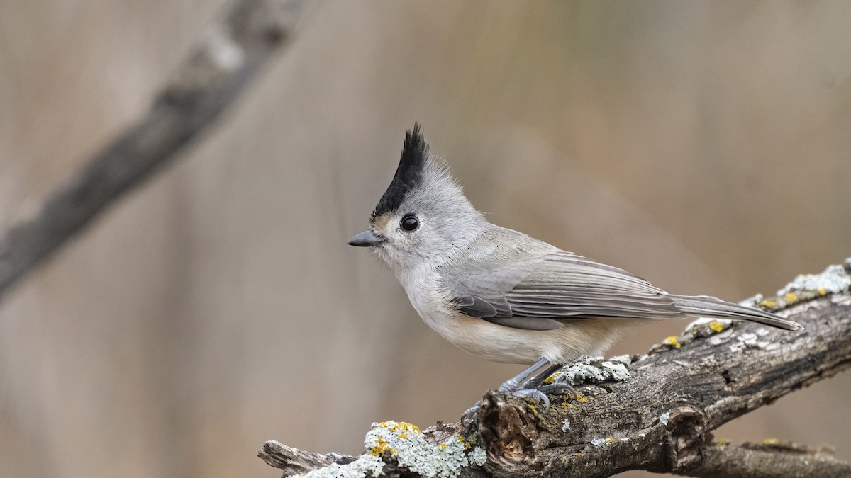 Black-crested Titmouse - ML289341271