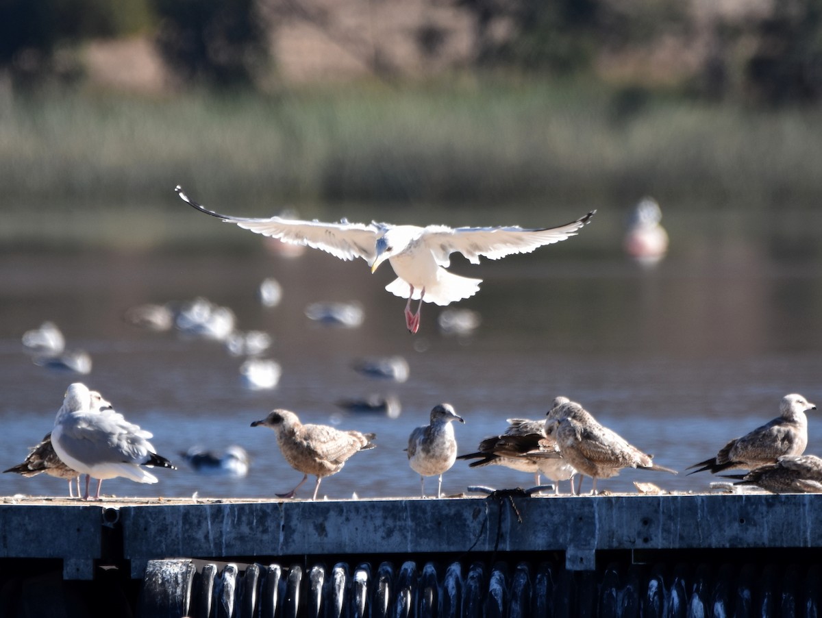 Gaviota Argéntea - ML289341461