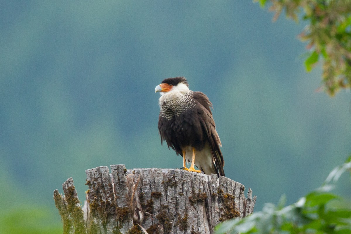 Crested Caracara (Northern) - ML289341471