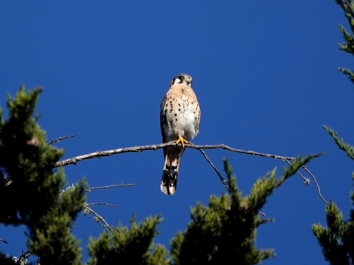 American Kestrel - Norman Uyeda