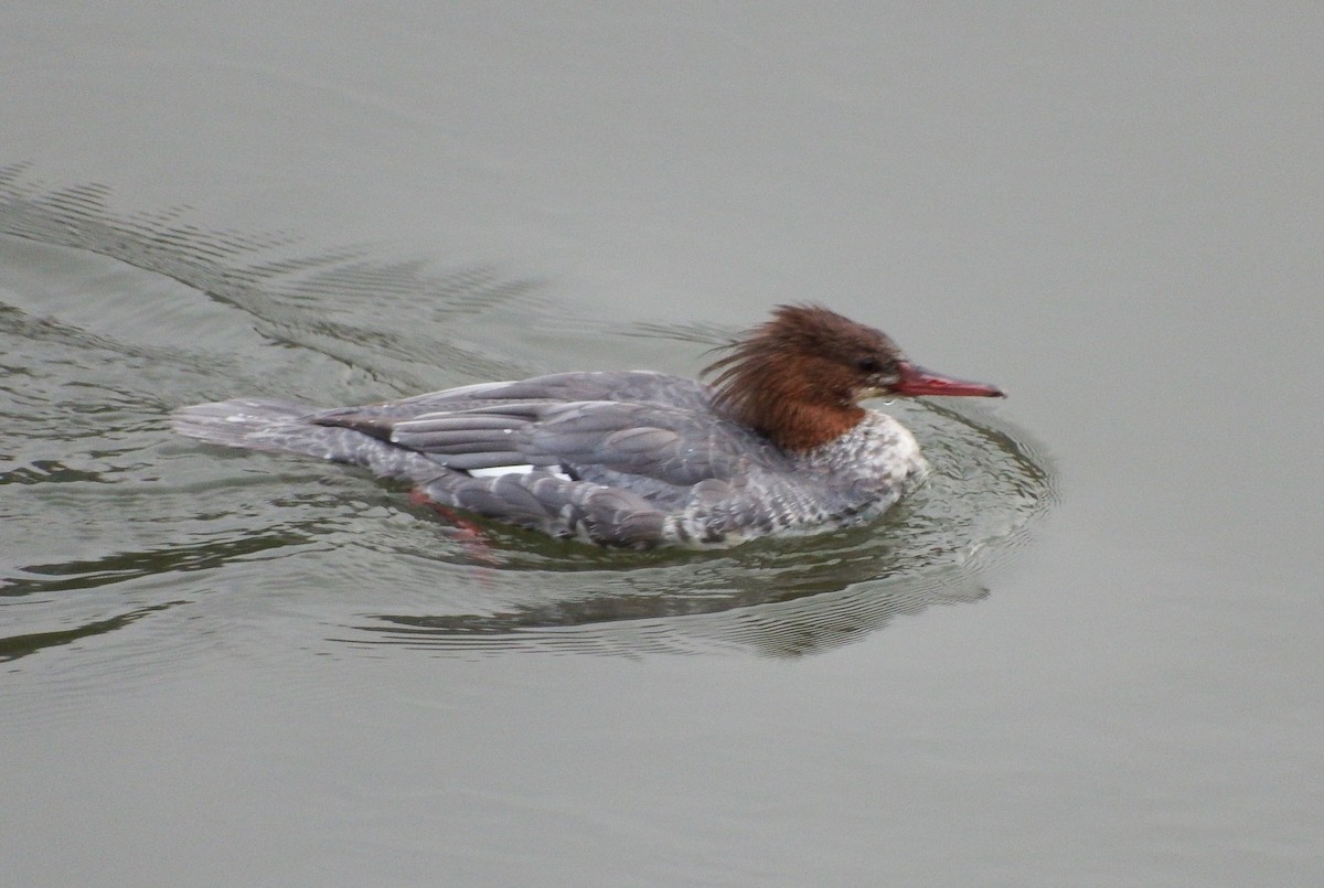 Common Merganser - Nicholas Sly