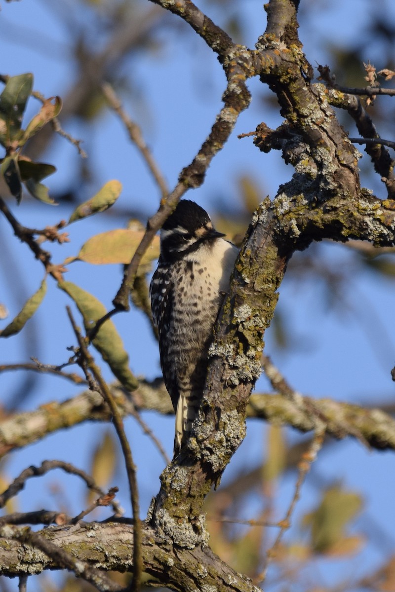 Nuttall's Woodpecker - ML289342511