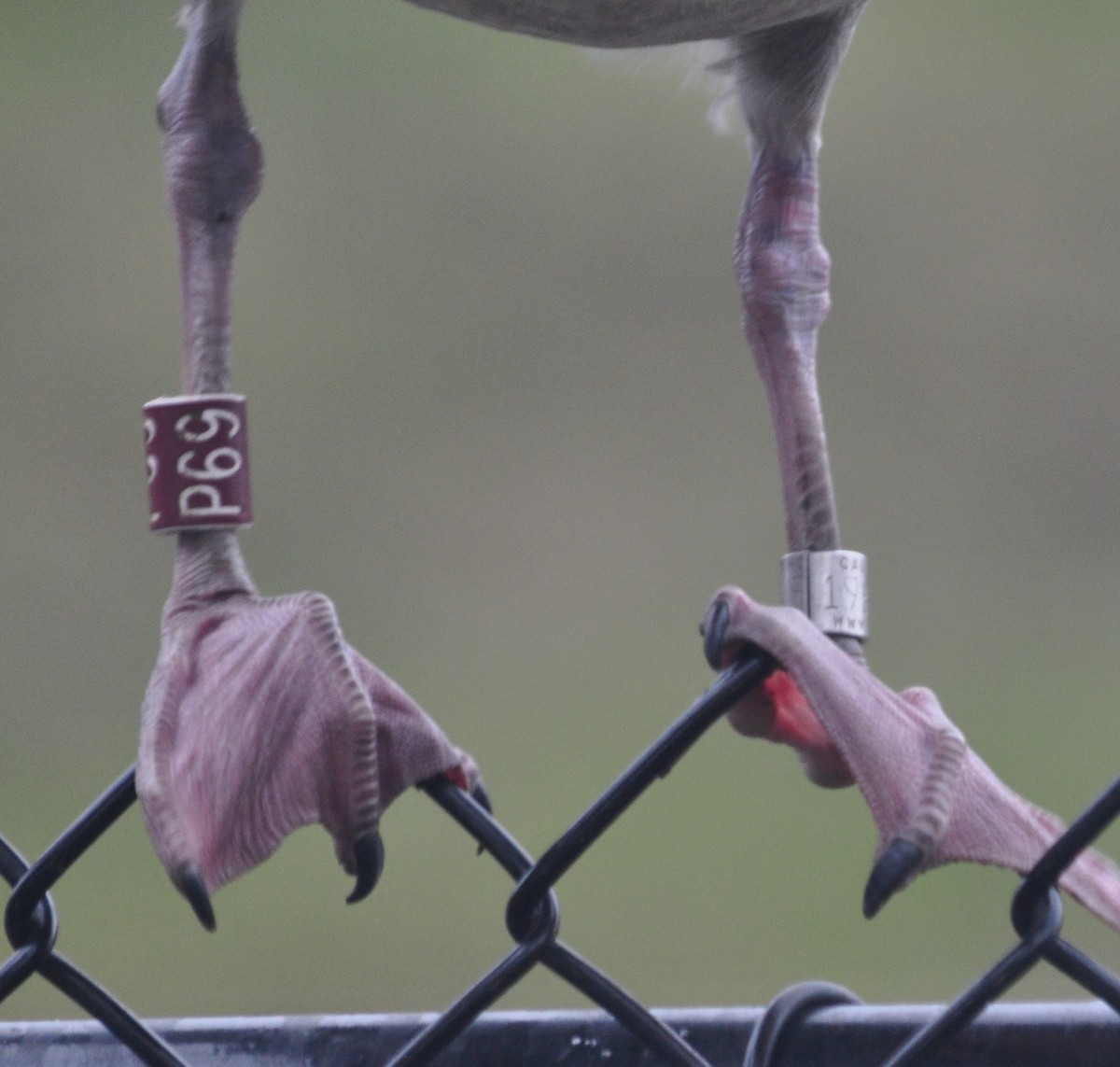 Glaucous-winged Gull - ML289342771