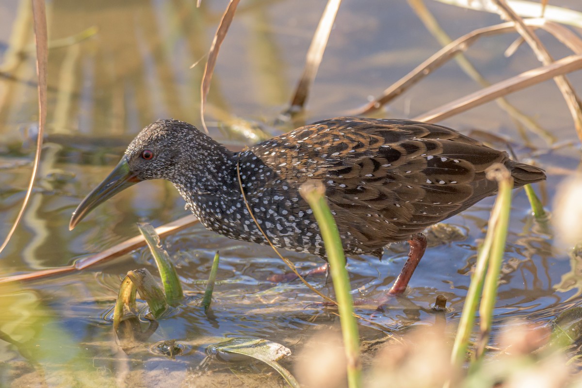 Spotted Rail - Alan Clampitt