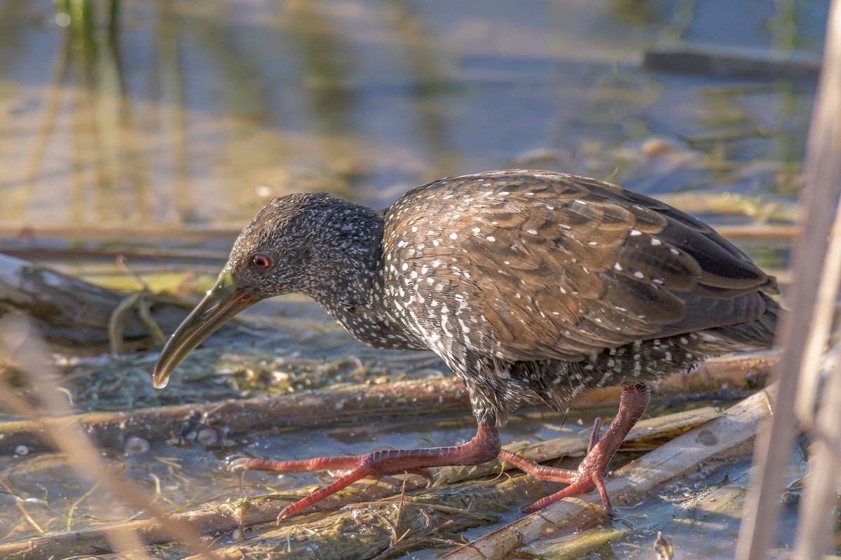 Spotted Rail - Alan Clampitt