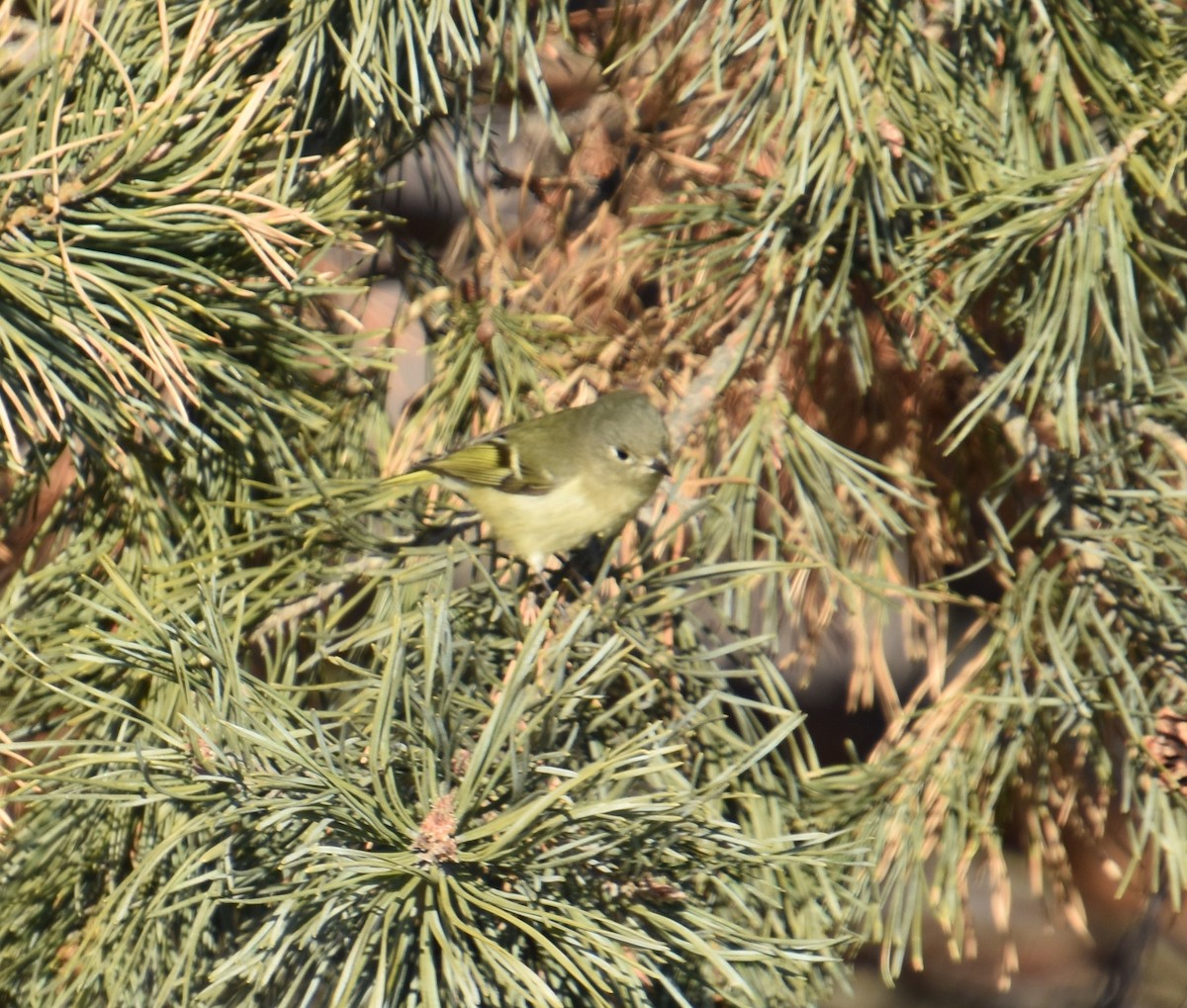 Ruby-crowned Kinglet - ML289346241