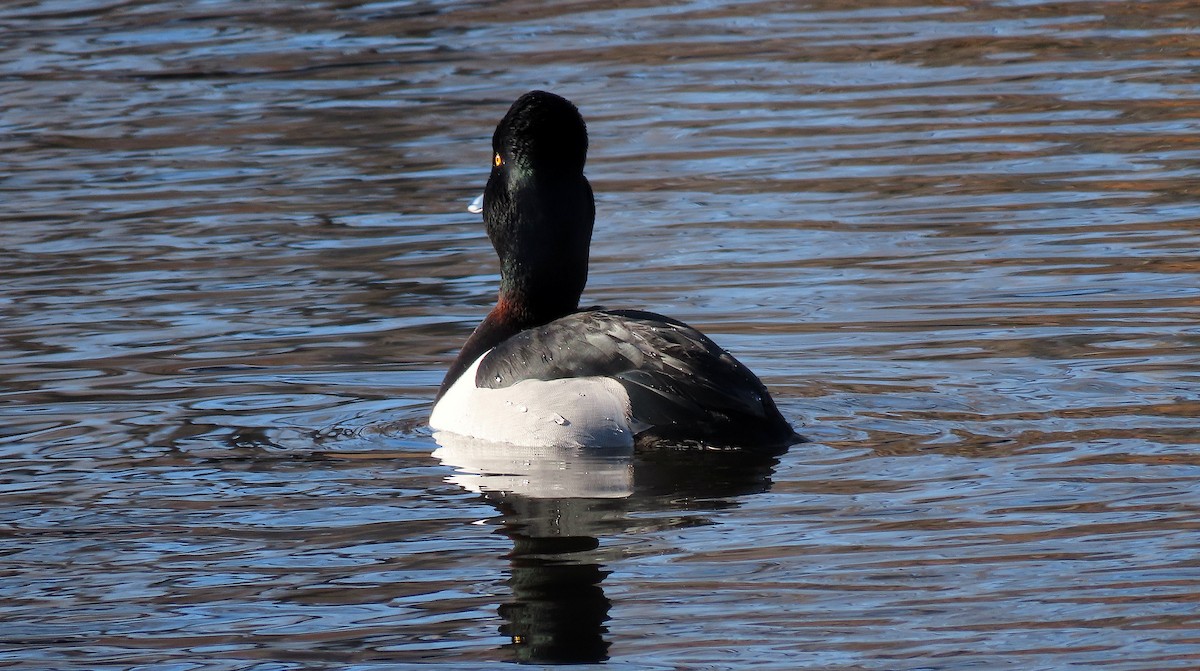 Ring-necked Duck - Ted Floyd