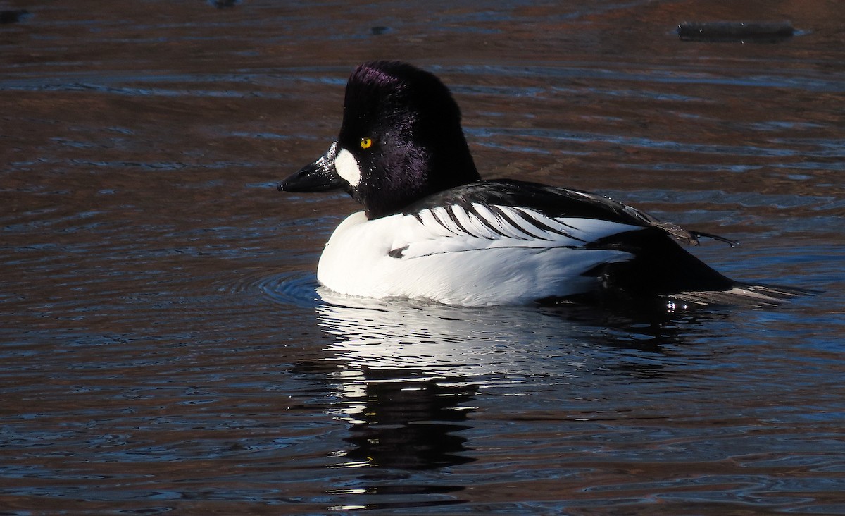 Common Goldeneye - Ted Floyd