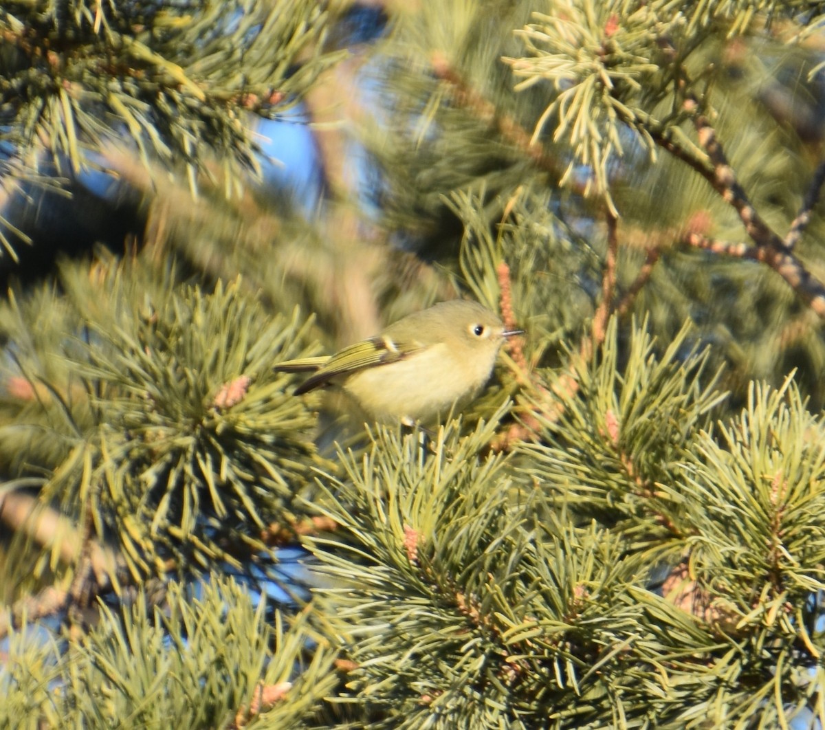 Ruby-crowned Kinglet - ML289348211