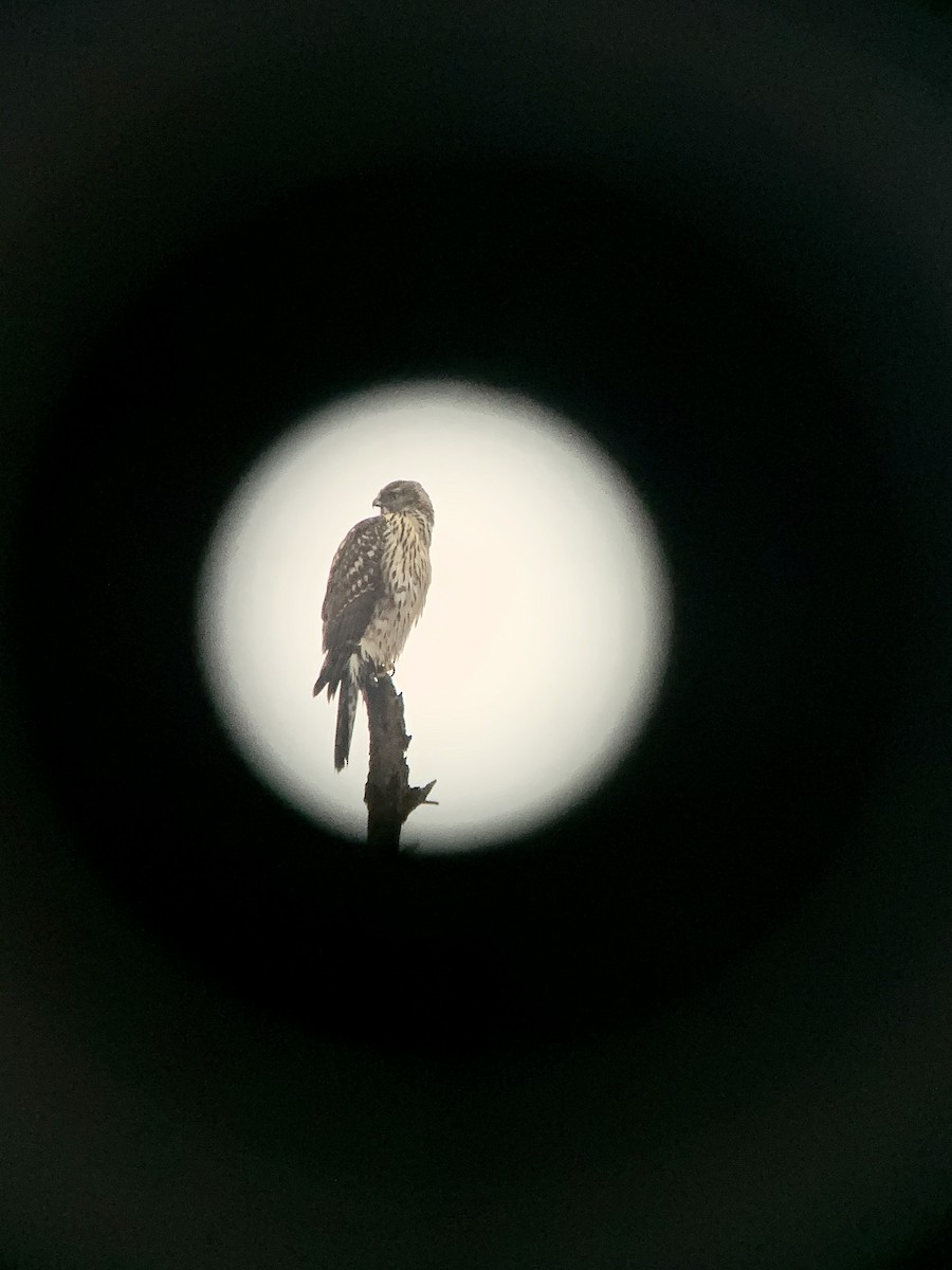 American Goshawk - ML289348331