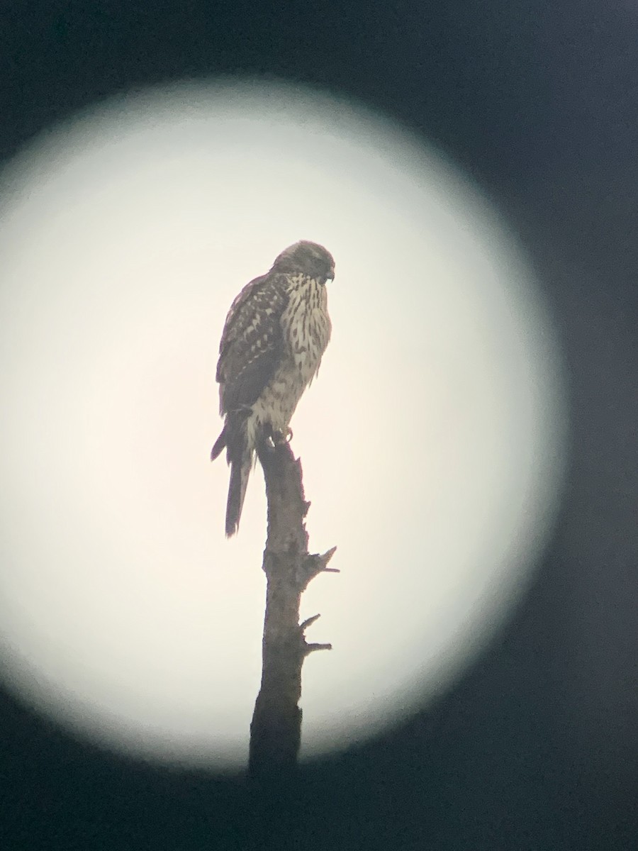 American Goshawk - ML289348381