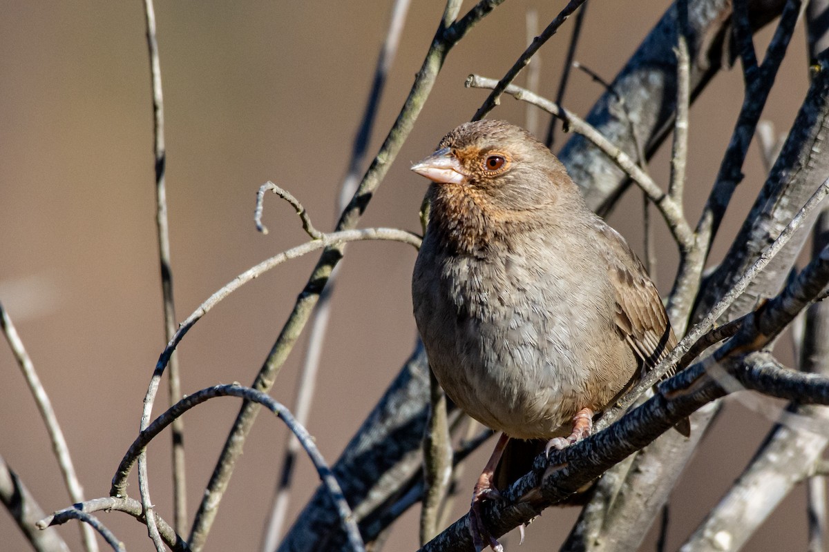 California Towhee - Drew Beamer