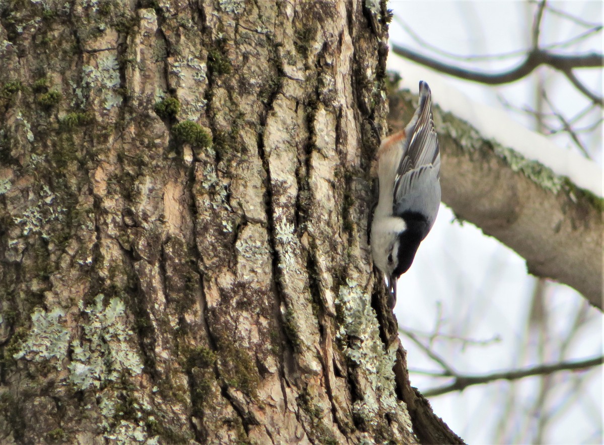 White-breasted Nuthatch - ML289348591