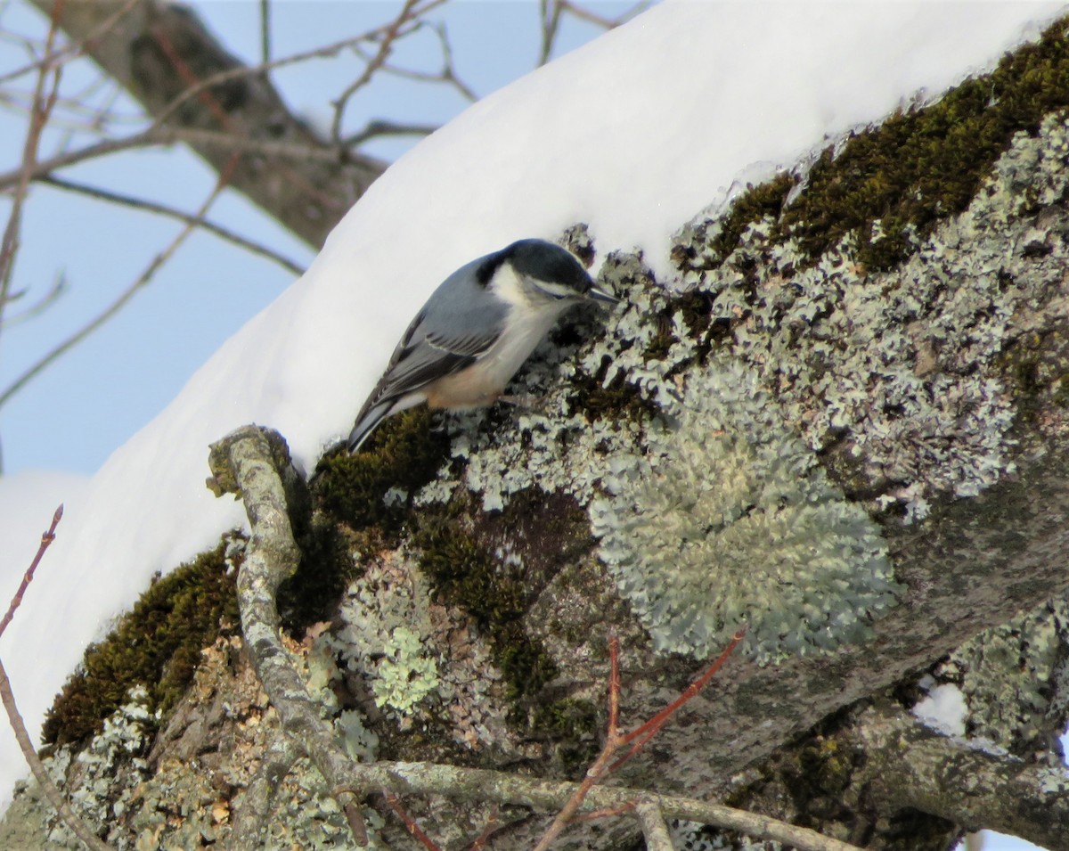 White-breasted Nuthatch - ML289349301