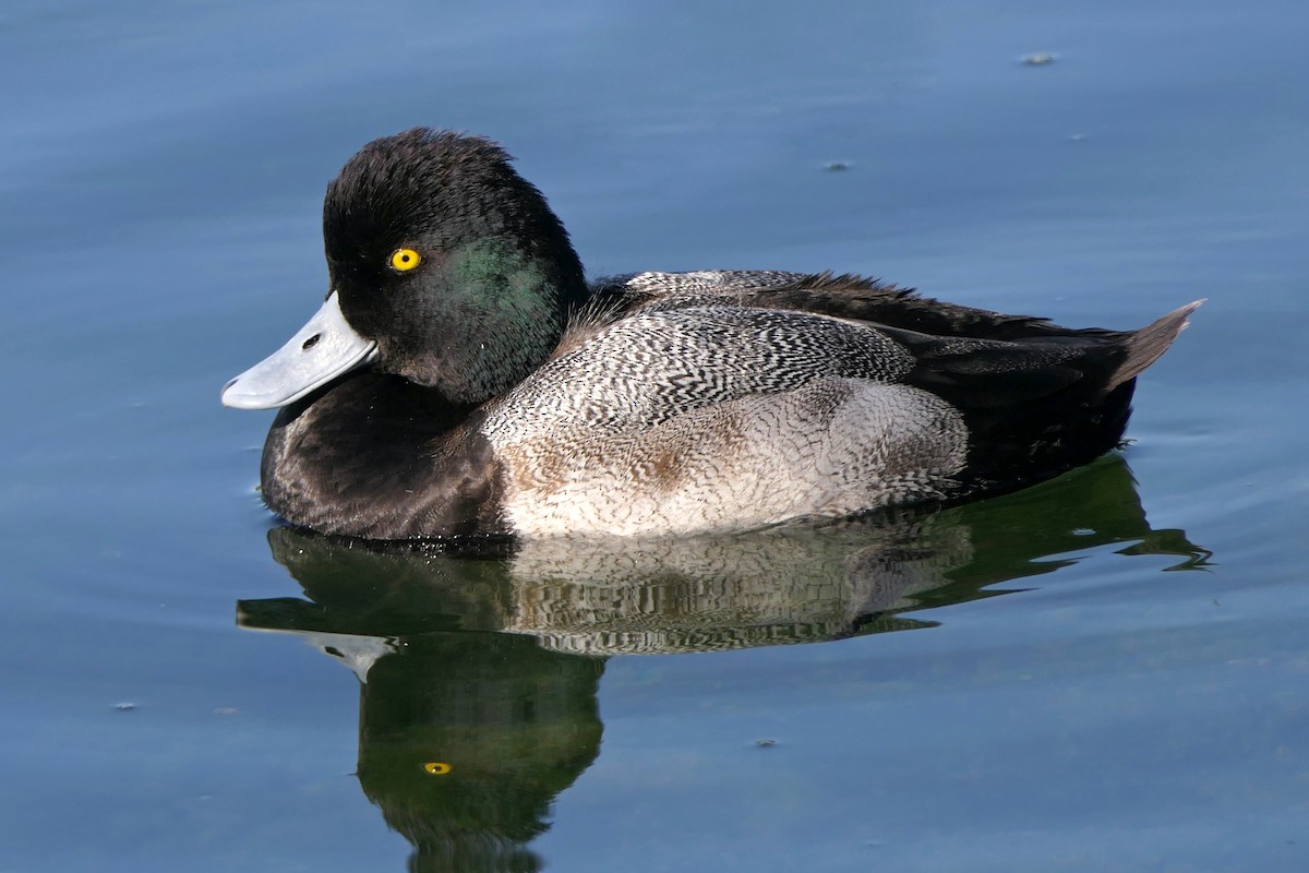 Lesser Scaup - Robert Hamilton