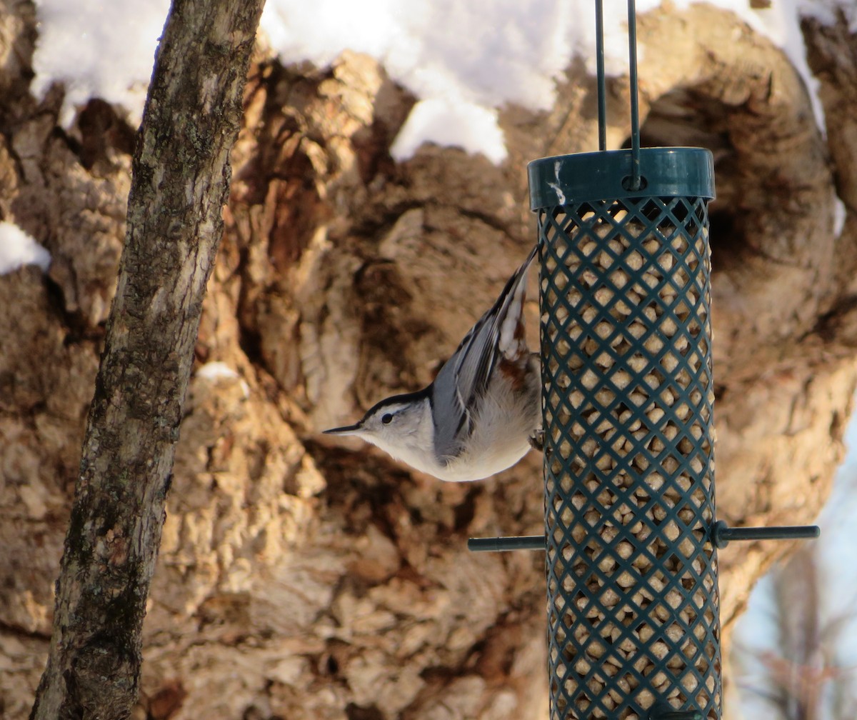 White-breasted Nuthatch - ML289350141