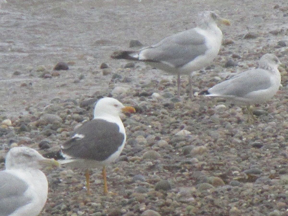 Lesser Black-backed Gull - ML289350331