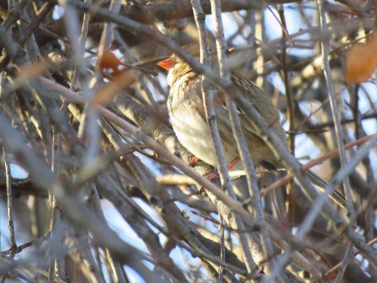 Harris's Sparrow - Ken Orich