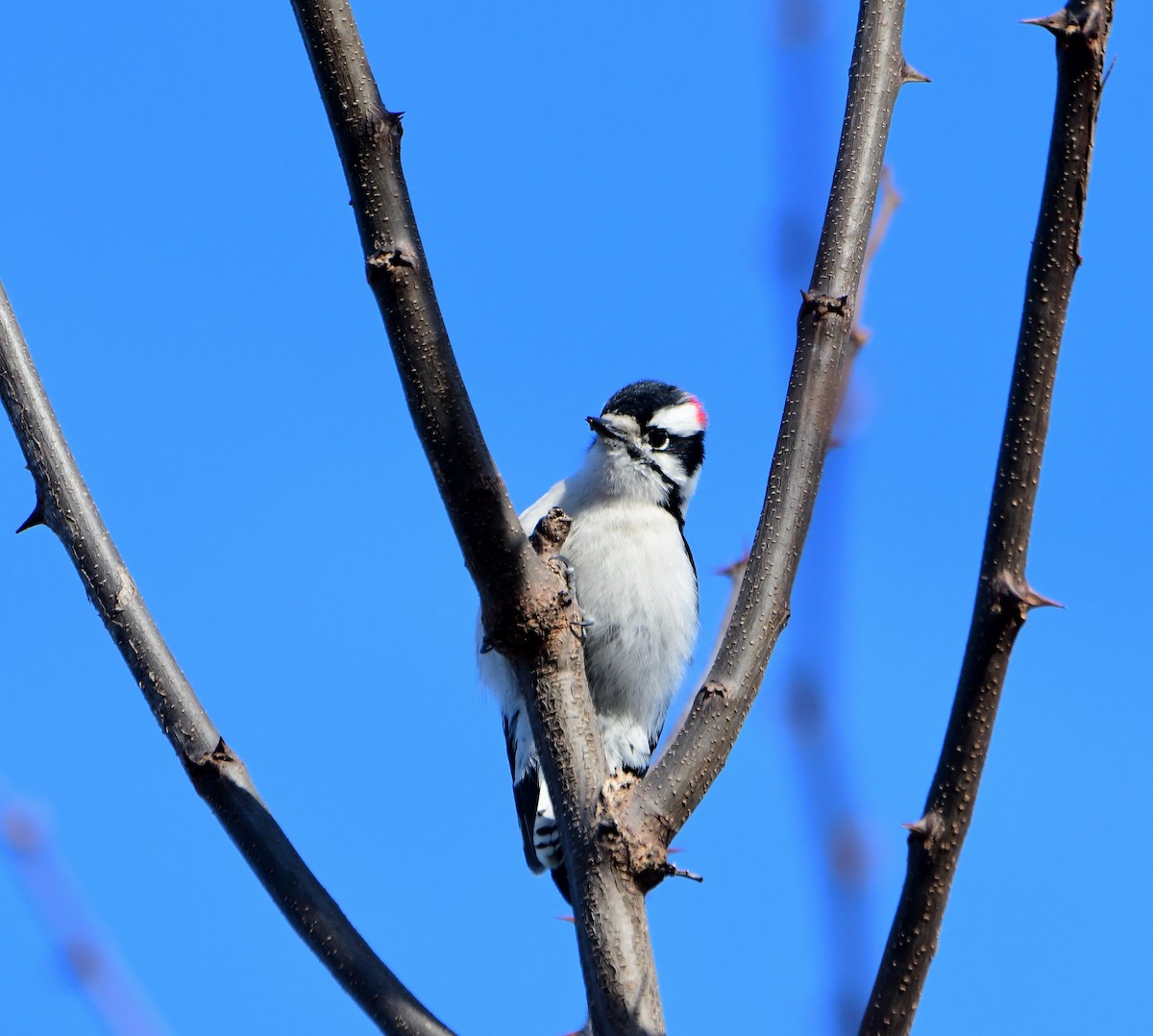 Downy Woodpecker - ML289350881