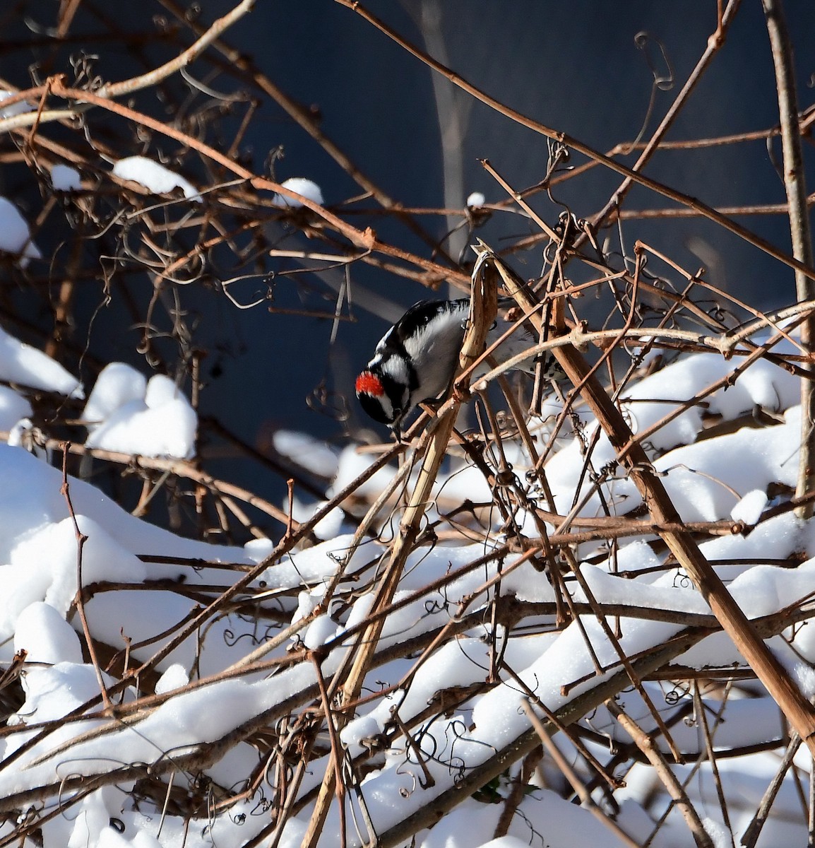 Downy Woodpecker - ML289350971