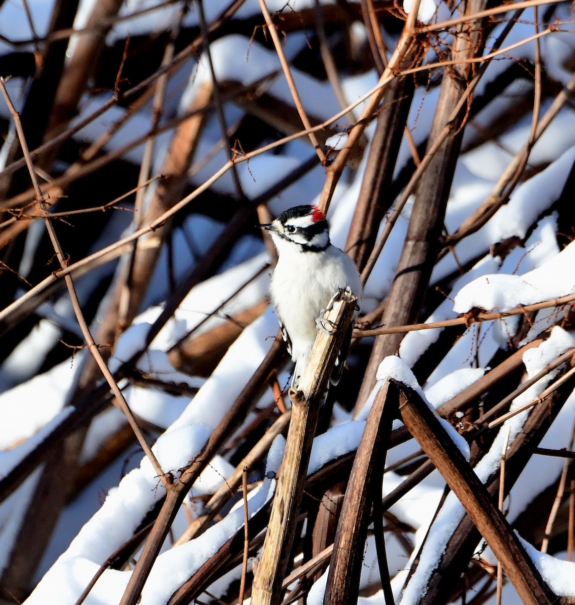 Downy Woodpecker - ML289351051