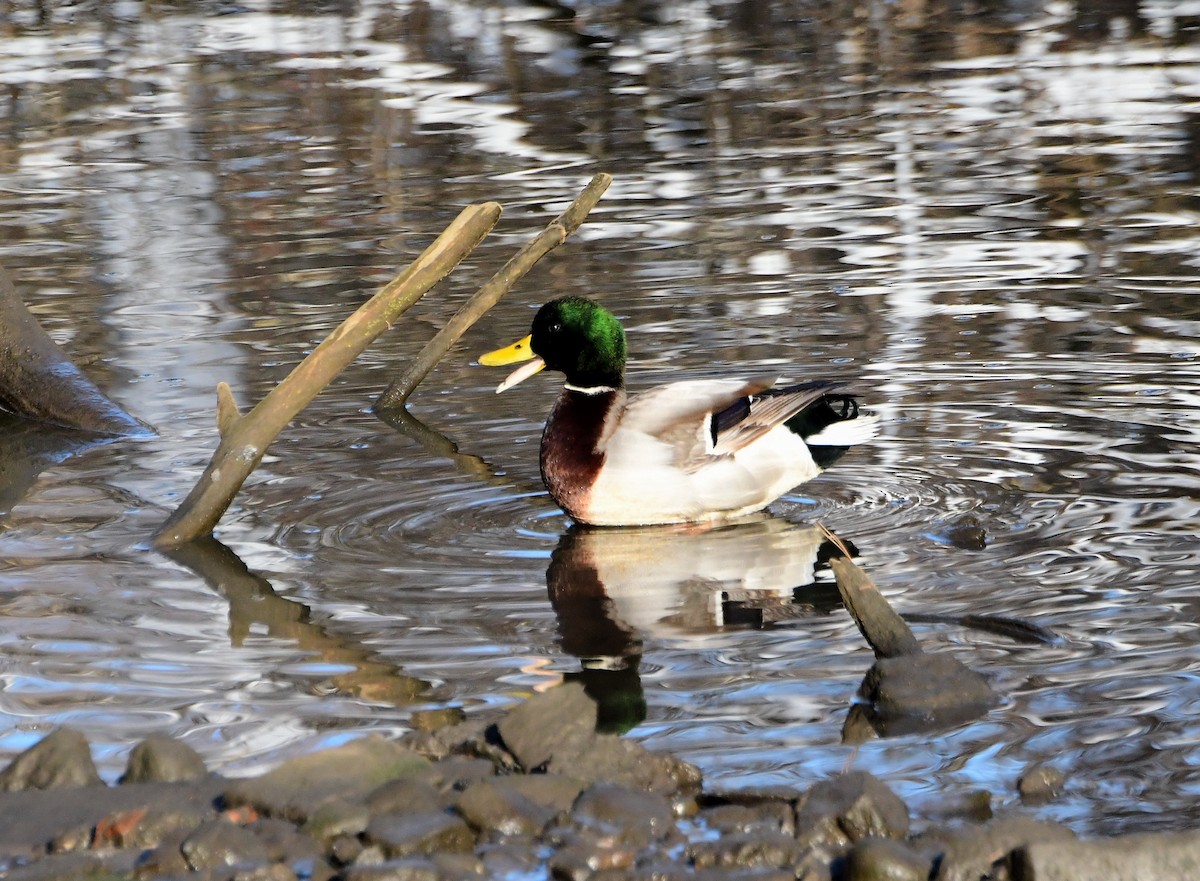 Canard colvert - ML289352161