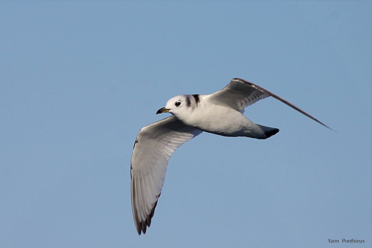 Black-legged Kittiwake - ML289352641