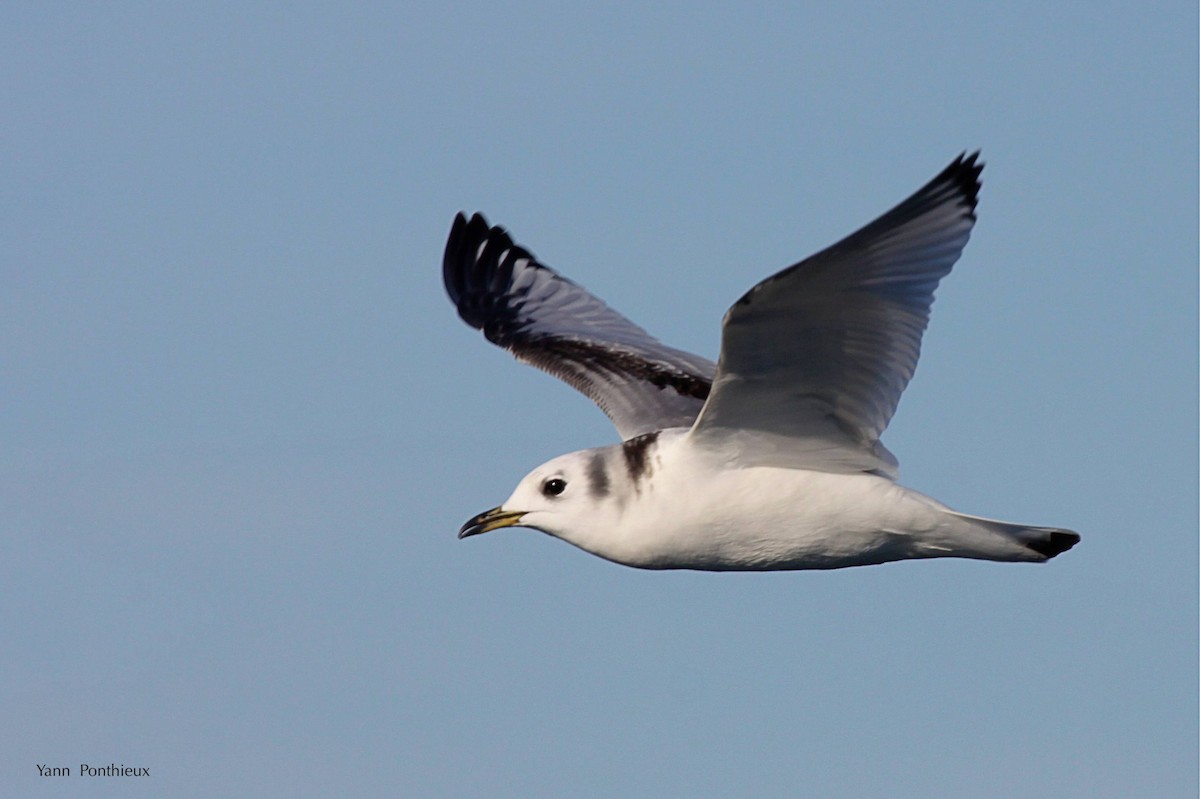 Black-legged Kittiwake - ML289352671