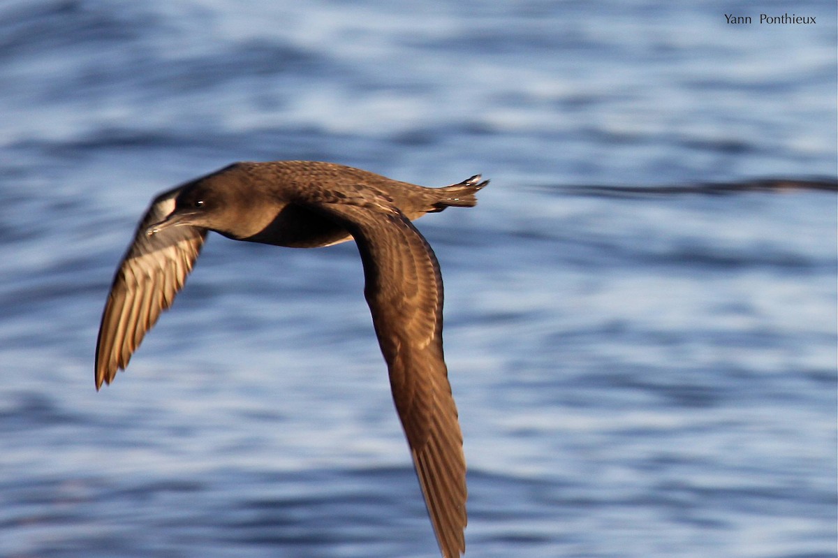 Sooty Shearwater - ML289352841