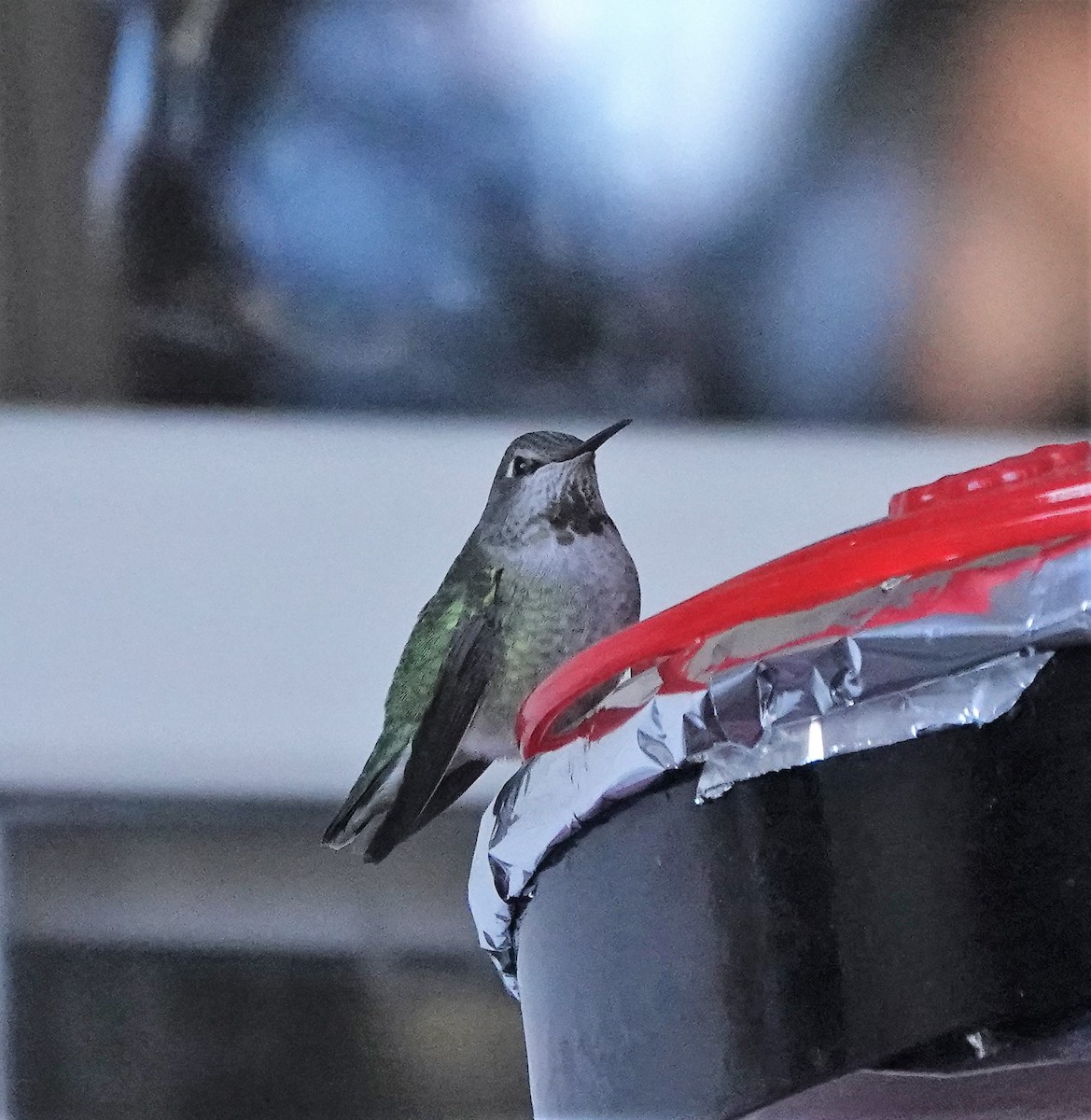 Anna's Hummingbird - Lorrie Anderson