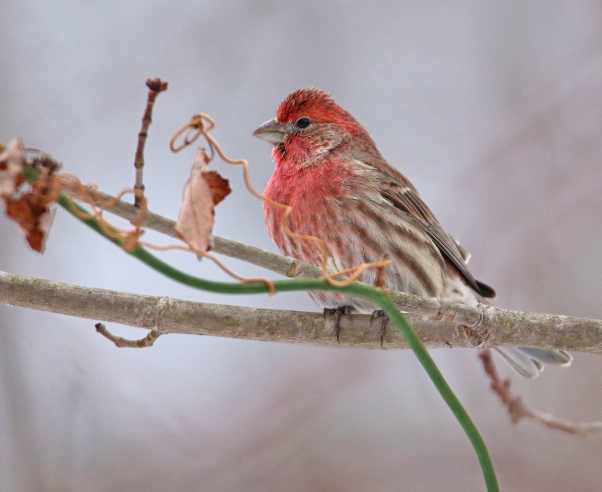 House Finch - Mark Nale