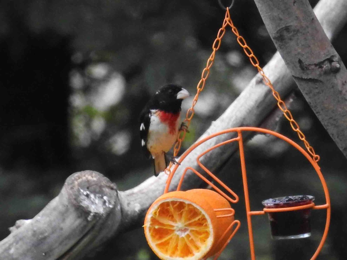 Rose-breasted Grosbeak - Heidi Ware Carlisle