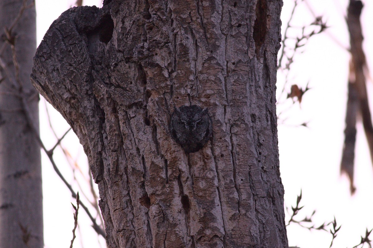 Western Screech-Owl - ML289354671