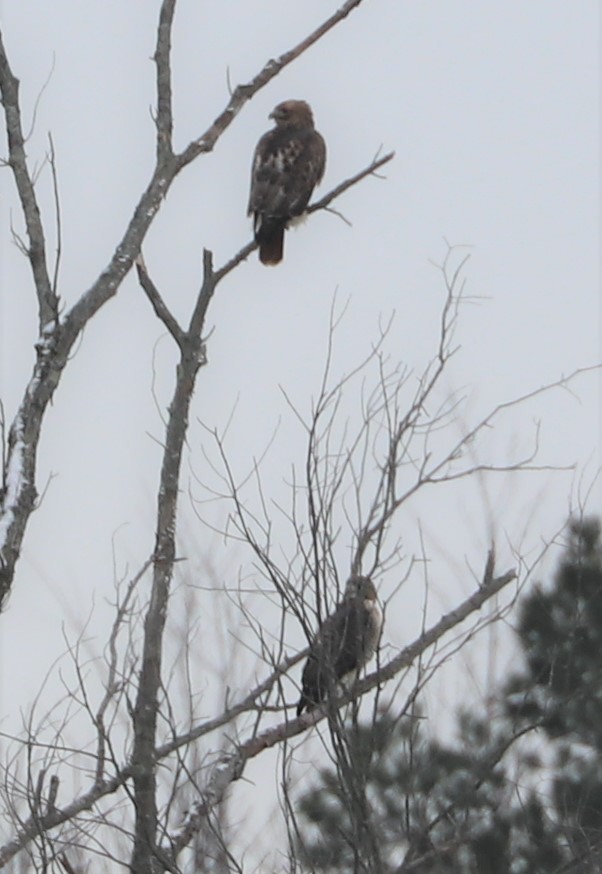 Red-tailed Hawk - ML289355081